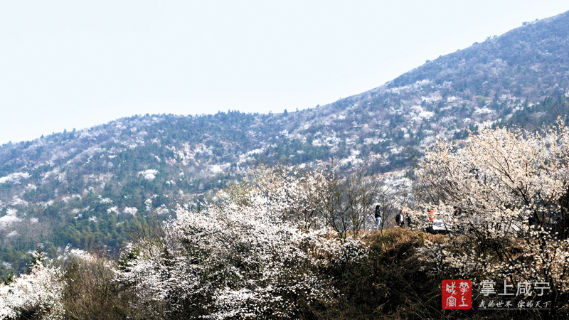 大幕山万亩野樱花自成生态美景