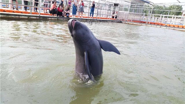 美丽中国长江行丨麋鹿奔腾江豚逐浪，绿回荆江旧码头